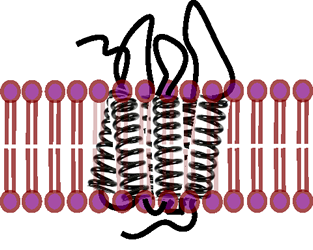 GPCR