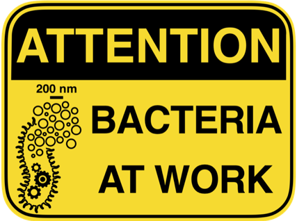 Bacterial Host