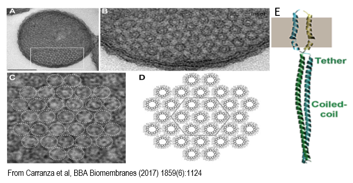 Read more about the article Apply for fellowship “SyBOrg, creating a synthetic membrane organelle in <em>E. Coli</em> and <em>C.reinhardtii</em>” CALL2