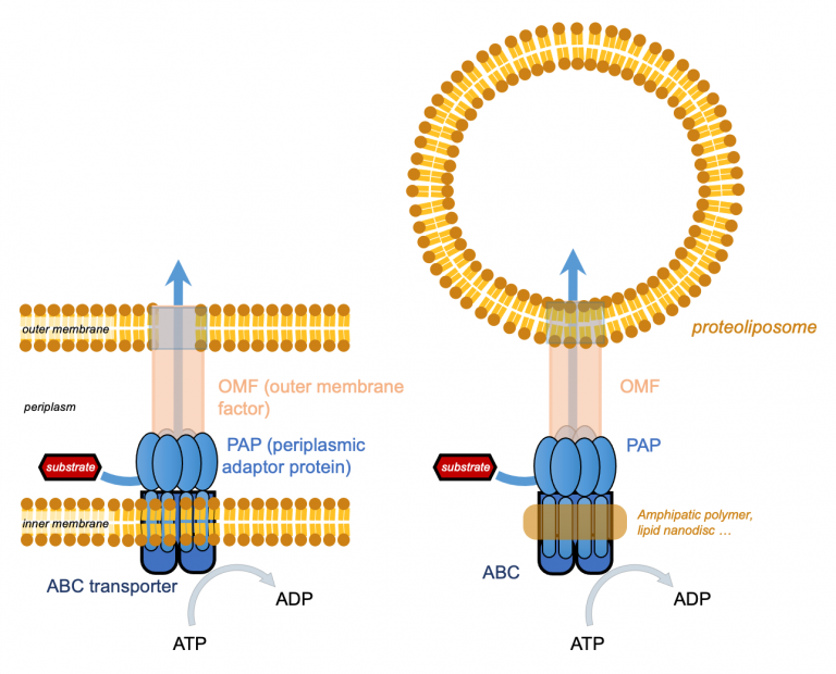 Read more about the article Apply for fellowship “Structure function study of a tripartite efflux pump from the ABC superfamily, in its lipid environment” CALL2
