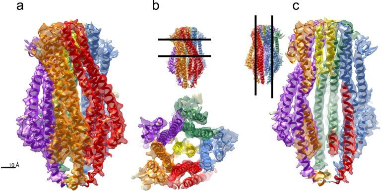 Read more about the article Communications Biology publication