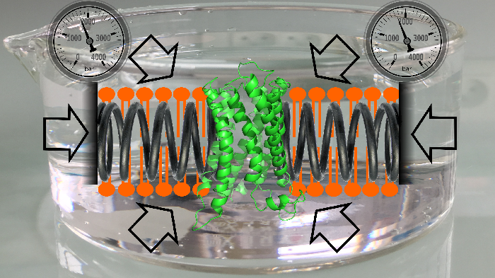 G Protein-Coupled Receptor in nanodiscs
